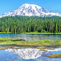 Mt. Rainier