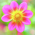 Pink Petals